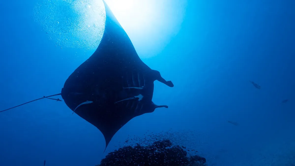 Galapagoshaie: Haie reiben sich an Mantarochen, um ihren Juckreiz zu lindern