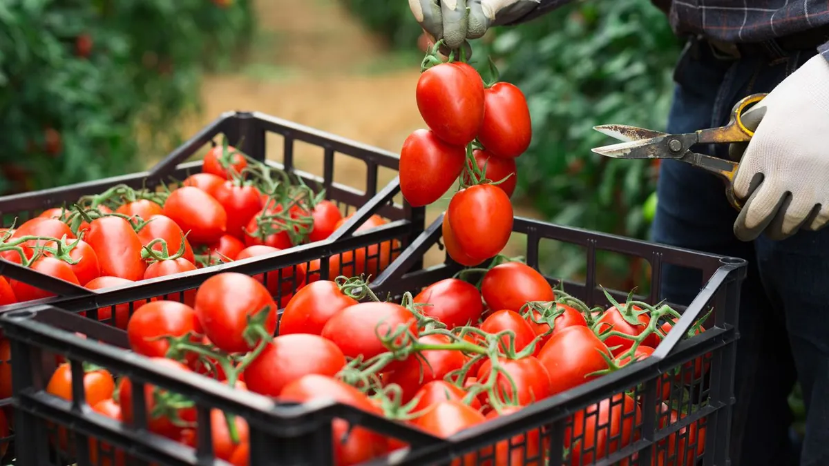 Pomodoro da industria, ok all’atteso accordo sulla raccolta al Centro Sud
