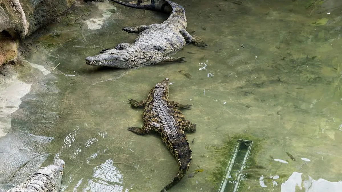 Spinge un bambino di 3 anni nel recinto dei coccodrilli di uno zoo, è grave: arrestato un 30enne