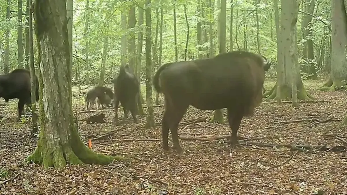 Lobos são filmados caçando bisões selvagens pela primeira vez; veja vídeo